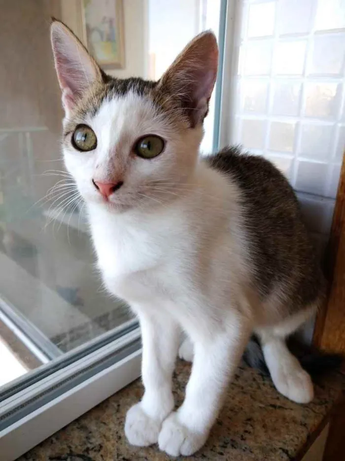 Gato ra a Srd idade 2 a 6 meses nome Akemi linda bebê