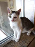 Akemi linda bebê