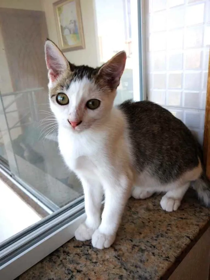 Gato ra a Srd idade 2 a 6 meses nome Akemi linda bebê