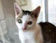 Akemi linda bebê