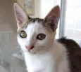 Akemi linda bebê