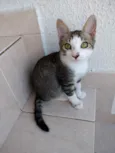 Carlito bebê lindo