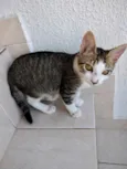 Carlito bebê lindo