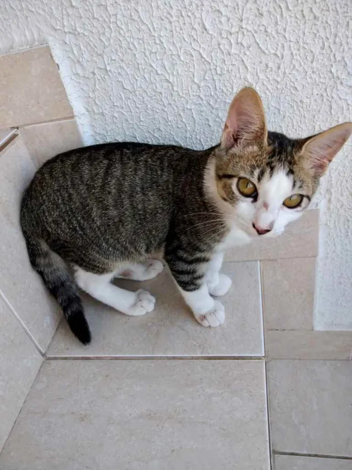 Gato ra a Srd idade 2 a 6 meses nome Carlito bebê lindo