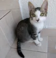 Carlito bebê lindo