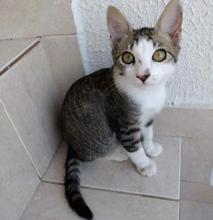 Gato ra a Srd idade 2 a 6 meses nome Carlito bebê lindo