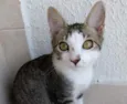 Carlito bebê lindo