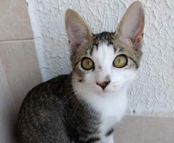 Gato ra a Srd idade 2 a 6 meses nome Carlito bebê lindo