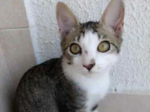 Gato raça Srd idade 2 a 6 meses nome Carlito bebê lindo
