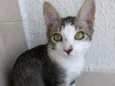 Carlito bebê lindo