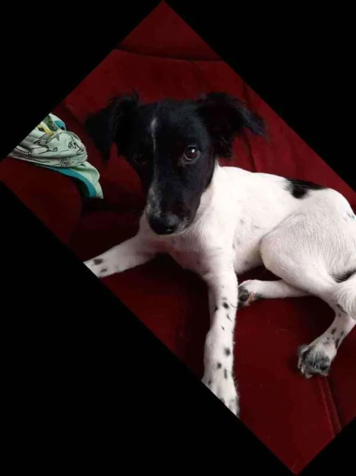 Cachorro ra a Vira lata idade 2 a 6 meses nome Thor
