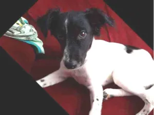Cachorro raça Vira lata idade 2 a 6 meses nome Thor