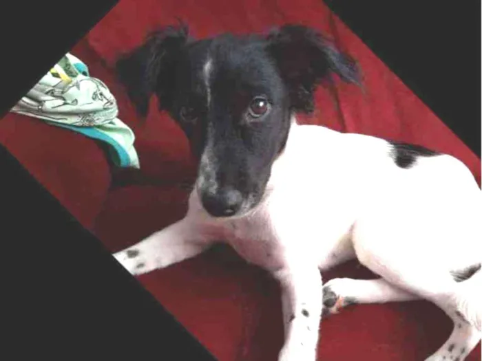 Cachorro ra a Vira lata idade 2 a 6 meses nome Thor