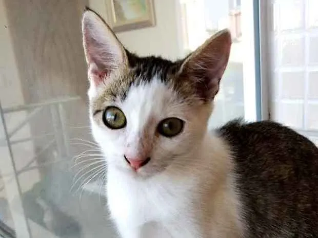 Gato ra a Srd idade 2 a 6 meses nome Akemi linda bebê