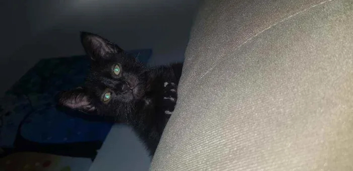 Gato ra a  idade Abaixo de 2 meses nome Pretinho lindo????