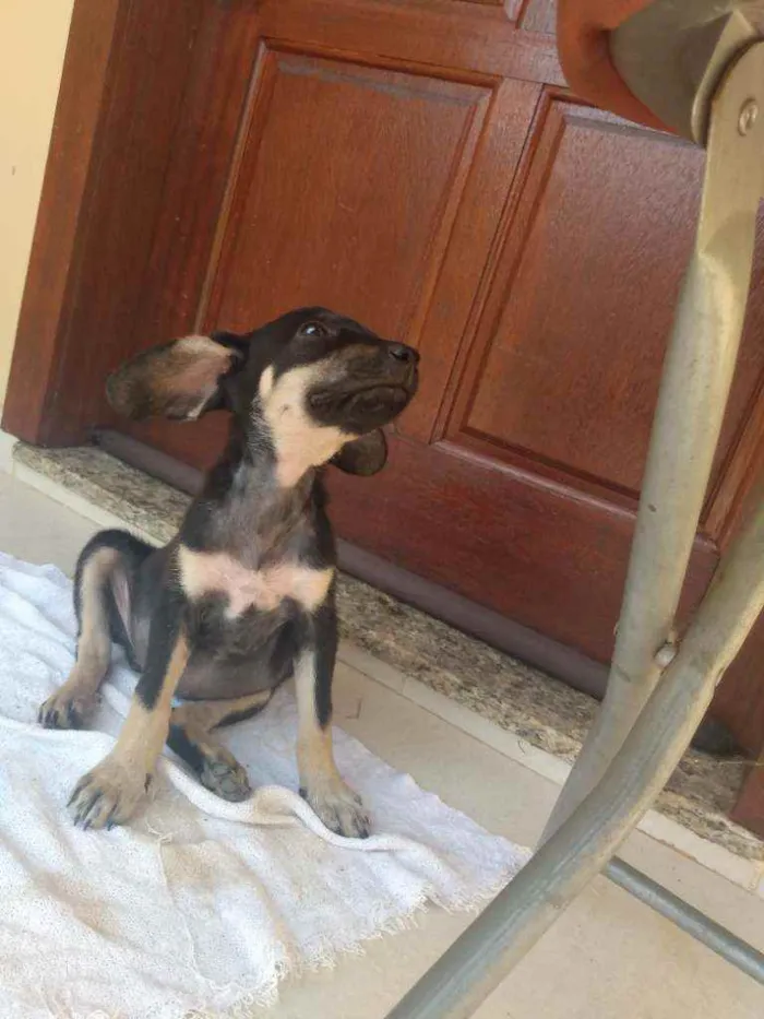 Cachorro ra a Viralatinha o mais amado do Br idade 2 a 6 meses nome Não possui nome aind