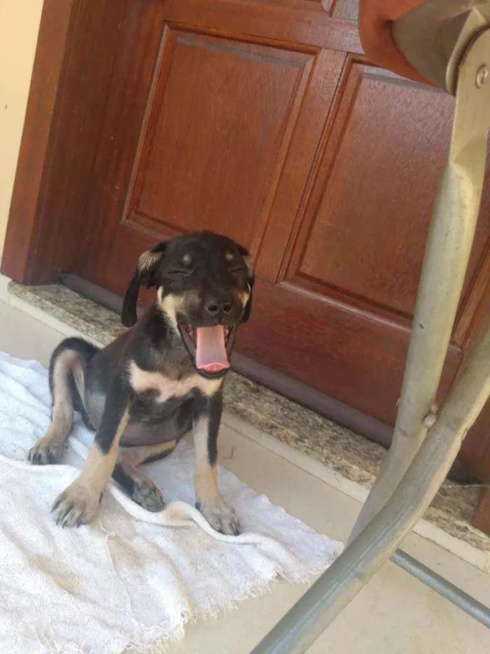 Cachorro ra a Viralatinha o mais amado do Br idade 2 a 6 meses nome Não possui nome aind