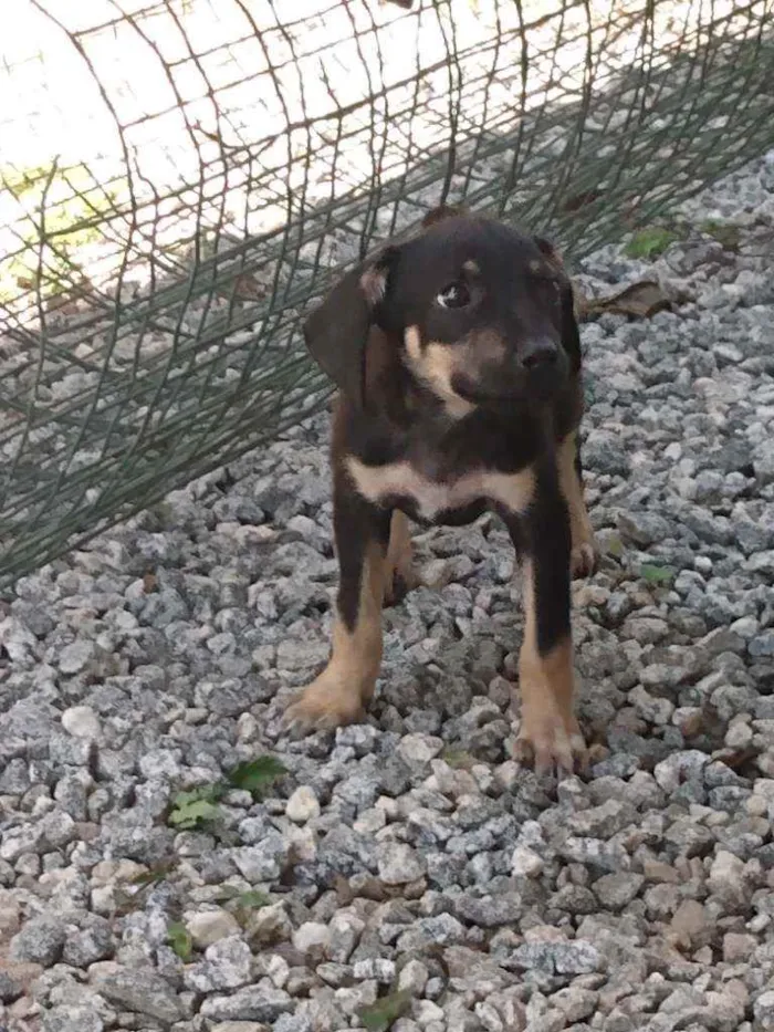 Cachorro ra a Viralatinha o mais amado do Br idade 2 a 6 meses nome Não possui nome aind