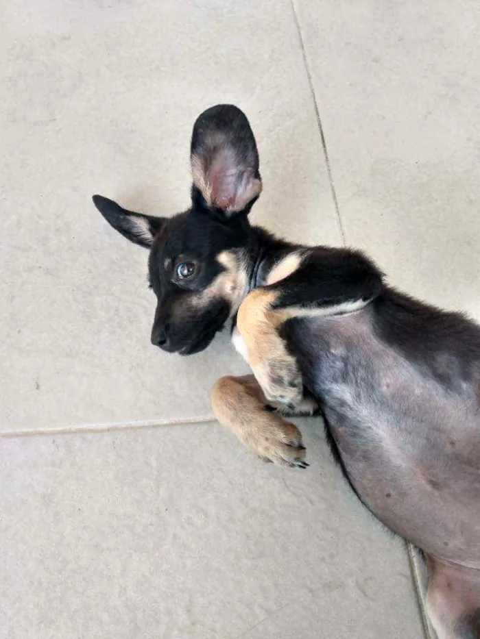 Cachorro ra a Viralatinha o mais amado do Br idade 2 a 6 meses nome Não possui nome aind
