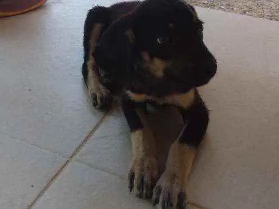 Cachorro ra a Viralatinha o mais amado do Br idade 2 a 6 meses nome Não possui nome aind