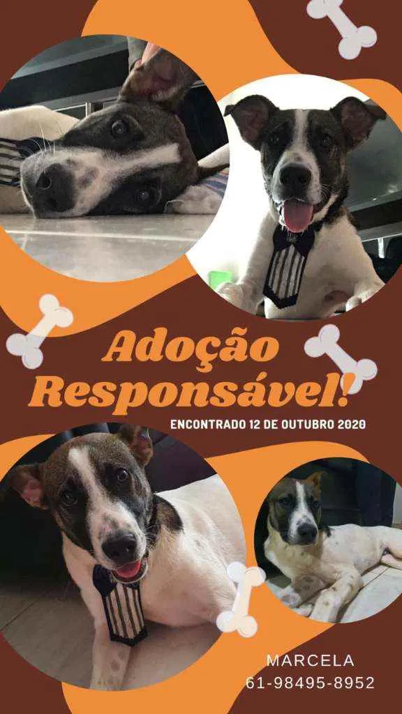 Cachorro ra a SRD idade 7 a 11 meses nome Não sei