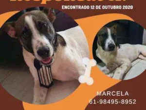 Cachorro raça SRD idade 7 a 11 meses nome Não sei