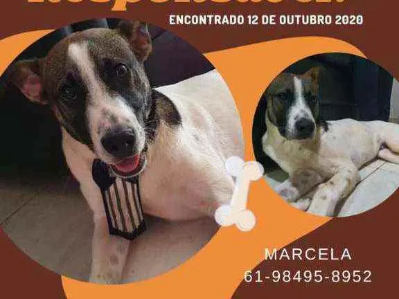 Cachorro ra a SRD idade 7 a 11 meses nome Não sei