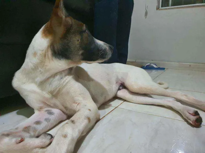 Cachorro ra a SRD idade 7 a 11 meses nome Não sei