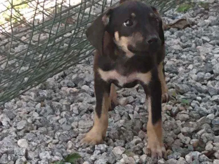 Cachorro ra a Viralatinha o mais amado do Br idade 2 a 6 meses nome Não possui nome aind
