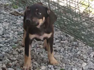 Cachorro raça Viralatinha o mais amado do Br idade 2 a 6 meses nome Não possui nome aind