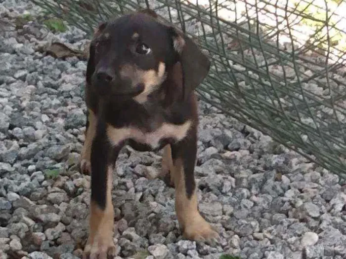 Cachorro ra a Viralatinha o mais amado do Br idade 2 a 6 meses nome Não possui nome aind