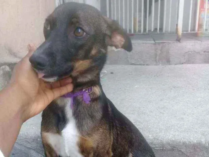 Cachorro ra a SRD idade 2 a 6 meses nome Pepa