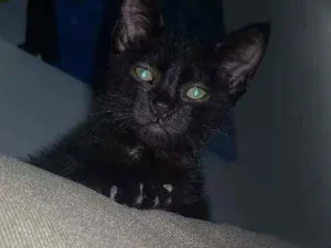 Gato raça  idade Abaixo de 2 meses nome Pretinho lindo????