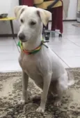 Alemão