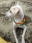 Alemão