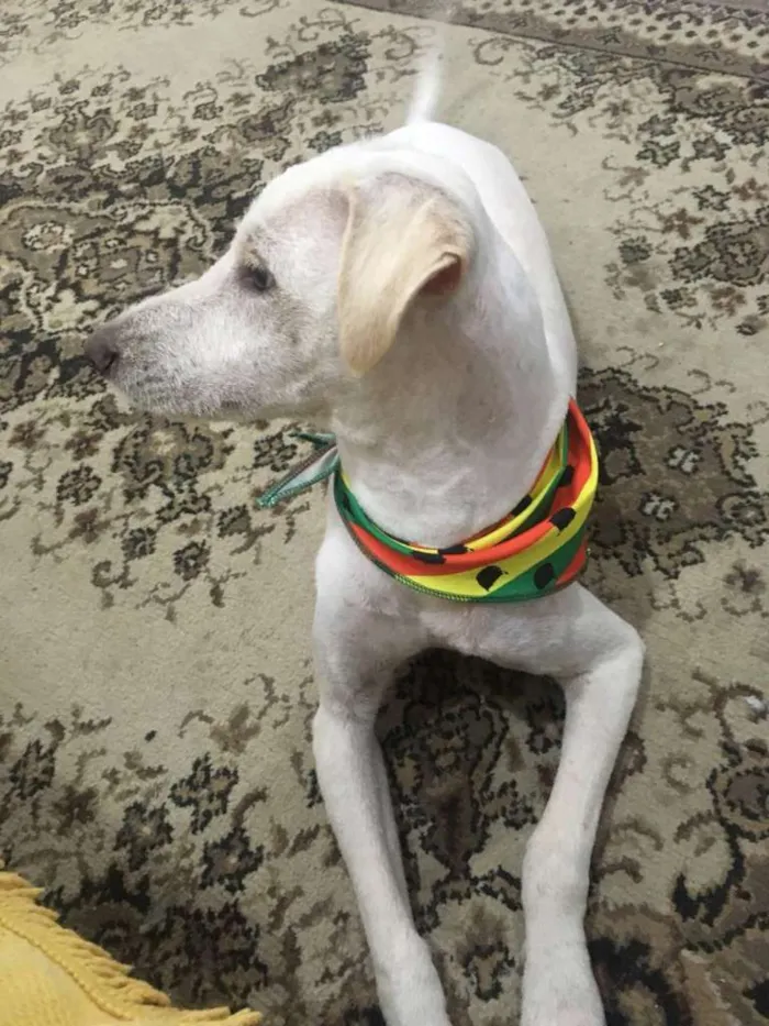 Cachorro ra a Sem Raça Definida idade 7 a 11 meses nome Alemão
