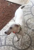 Alemão
