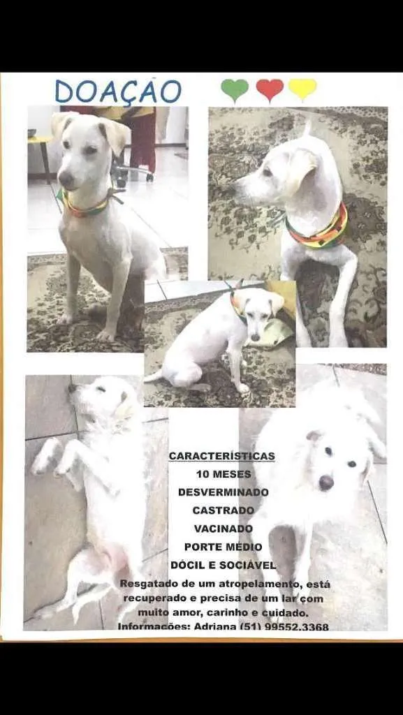 Cachorro ra a Sem Raça Definida idade 7 a 11 meses nome Alemão