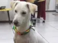 Alemão