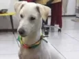 Alemão