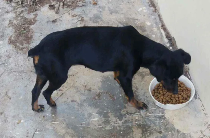 Cachorro ra a Pincher idade 1 ano nome Pretinha