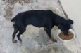 Pretinha