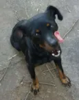 Pretinha
