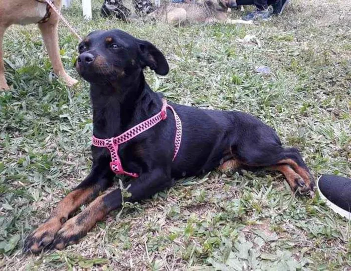 Cachorro ra a Pincher idade 1 ano nome Pretinha