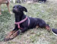 Pretinha