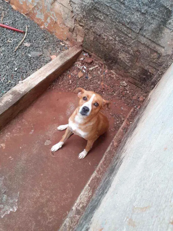 Cachorro ra a Não sei  idade 1 ano nome Mel 