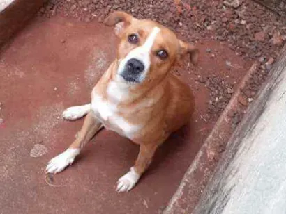 Cachorro raça Não sei  idade 4 anos nome Mel 