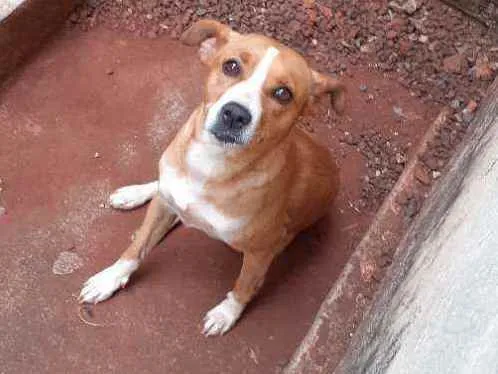 Cachorro ra a Não sei  idade 1 ano nome Mel 