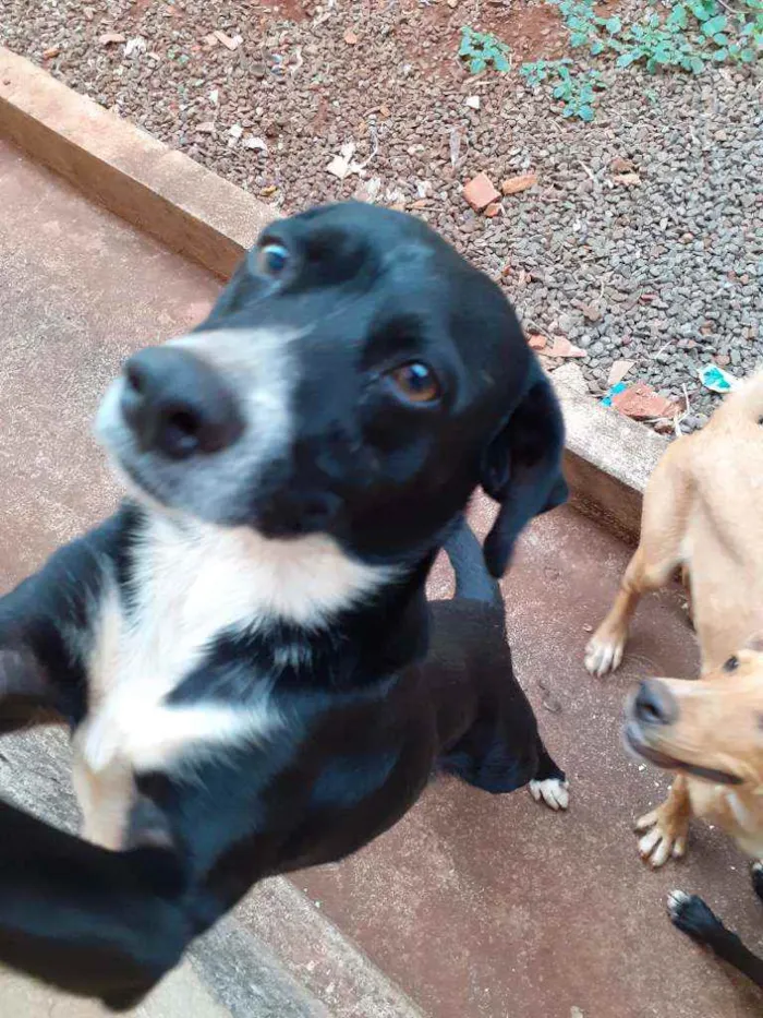 Cachorro ra a Não sei  idade 1 ano nome Theu 