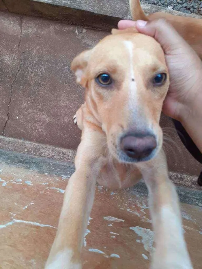 Cachorro ra a Não sei  idade 7 a 11 meses nome Luna 